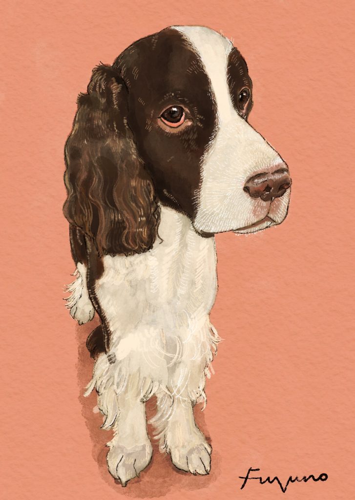 サーモンピンクの背景にイングリッシュコッカースパニエルが立っているデジタルイラスト。