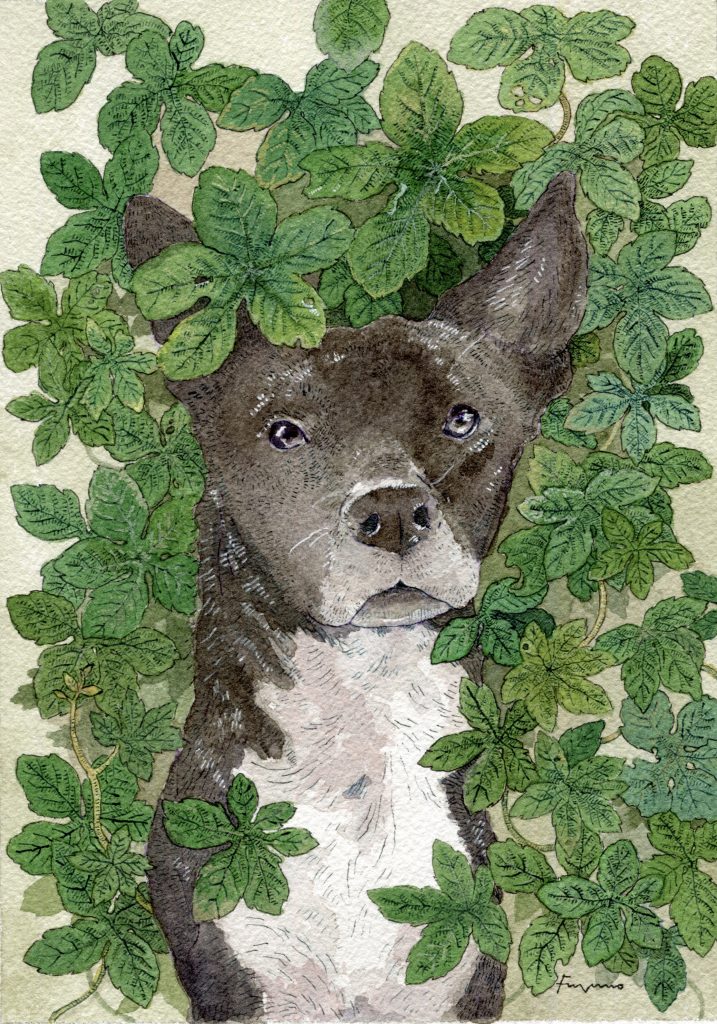 五枚に分かれた葉が茂り、その中から立ち耳の黒い中型犬がこちらを見ている水彩画。
