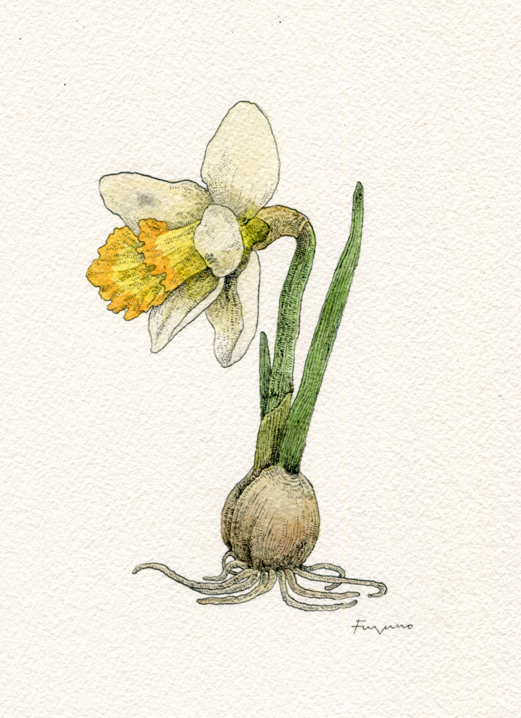 水仙の花の水彩画。球根から根が伸び、茎や葉、鼻も伸びている。