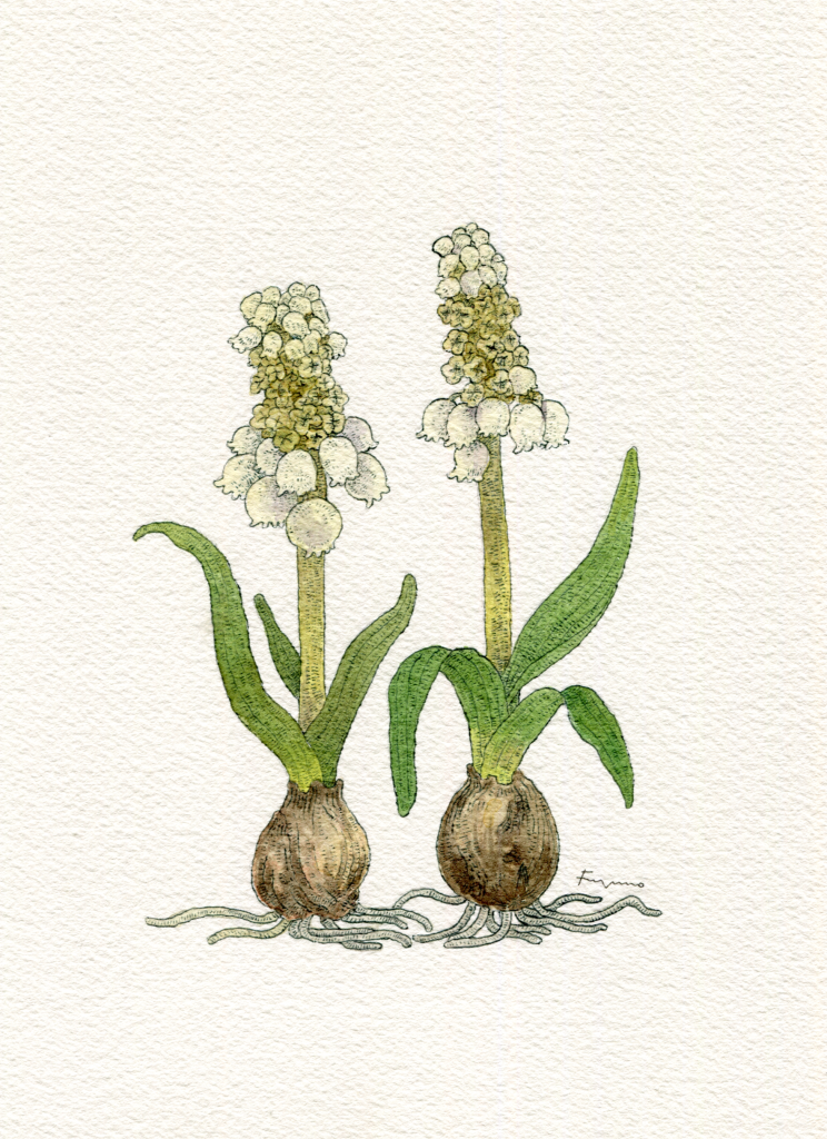 球根が二つ並び、そこから白いムスカリの花が咲いている水彩画。