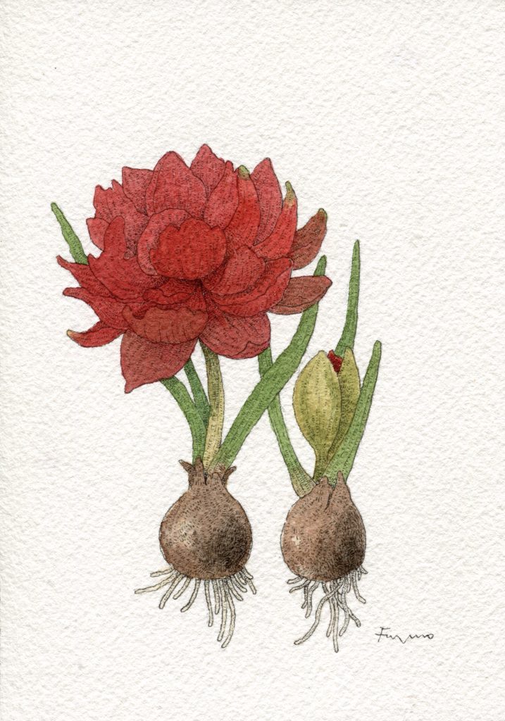 八重咲きの赤いミニチューリップの水彩画。