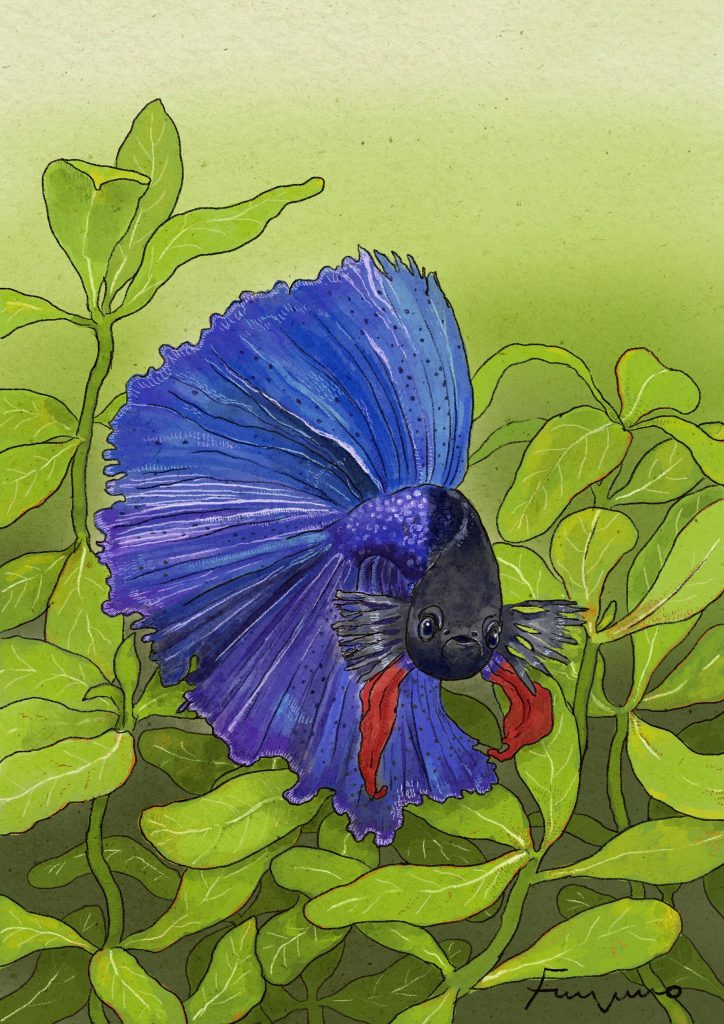 水草の中を泳いでいる青いベタのデジタルイラスト。