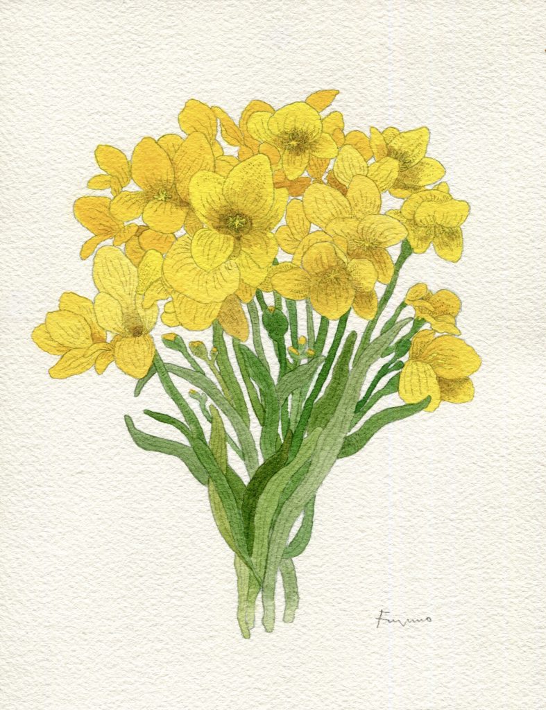 黄色いフリージアのブーケの水彩画。