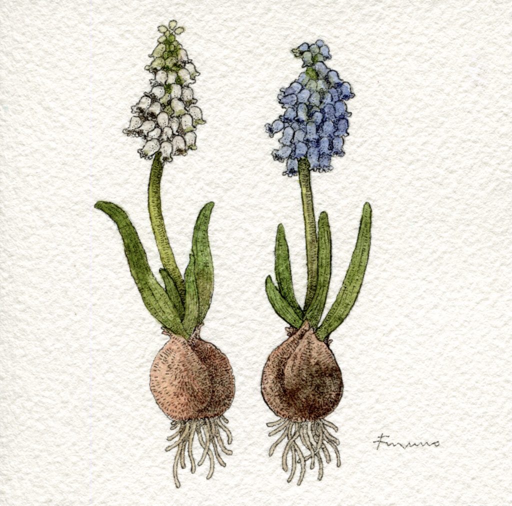 白いムスカリと青いムスカリが並んだ水彩画。