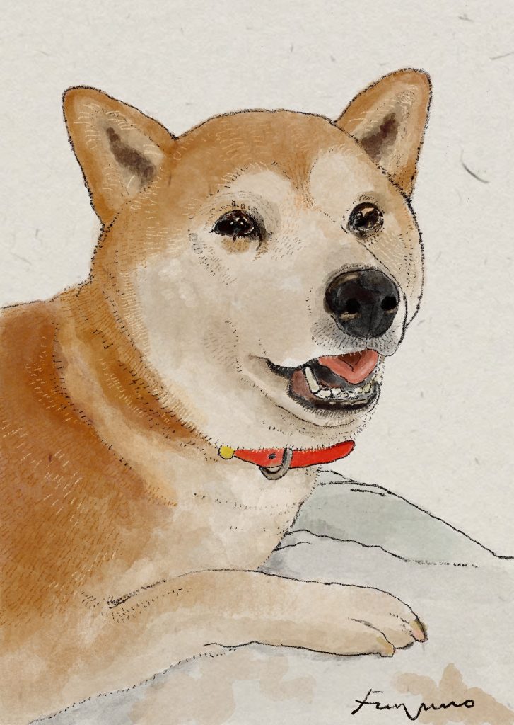 伏せている柴犬のデジタルイラスト。
