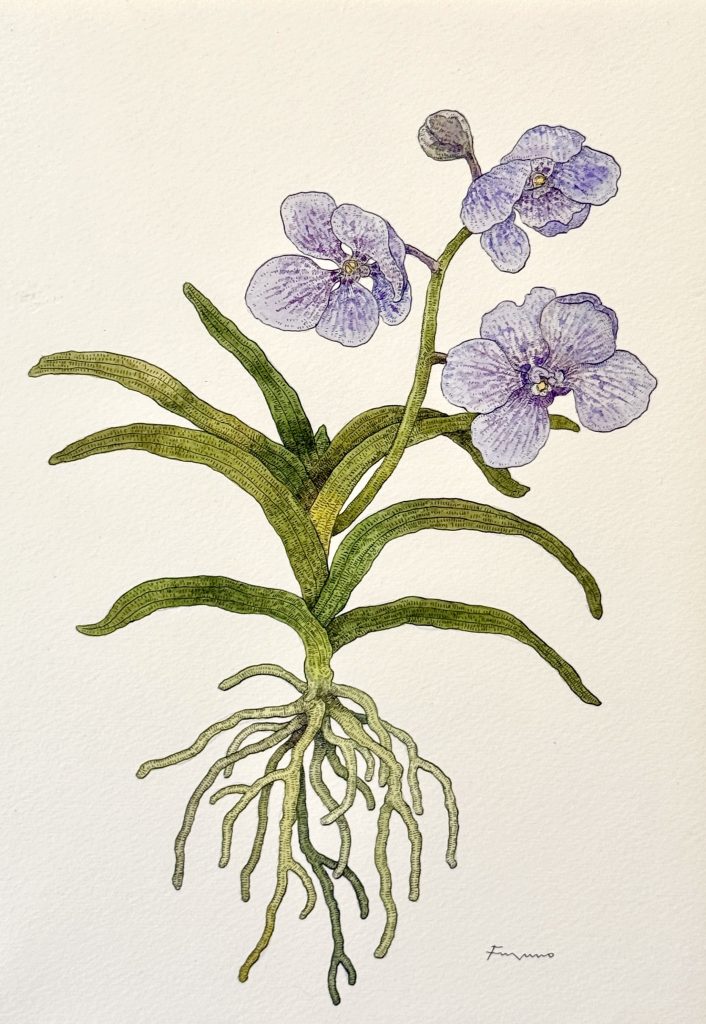 薄紫色のランの花の水彩画。葉っぱが左右に広がり、根っこまで描かれている。