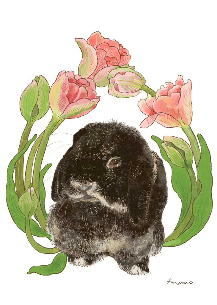 ホーランドロップという垂れ耳のうさぎと薄ピンクのチューリップのイラスト