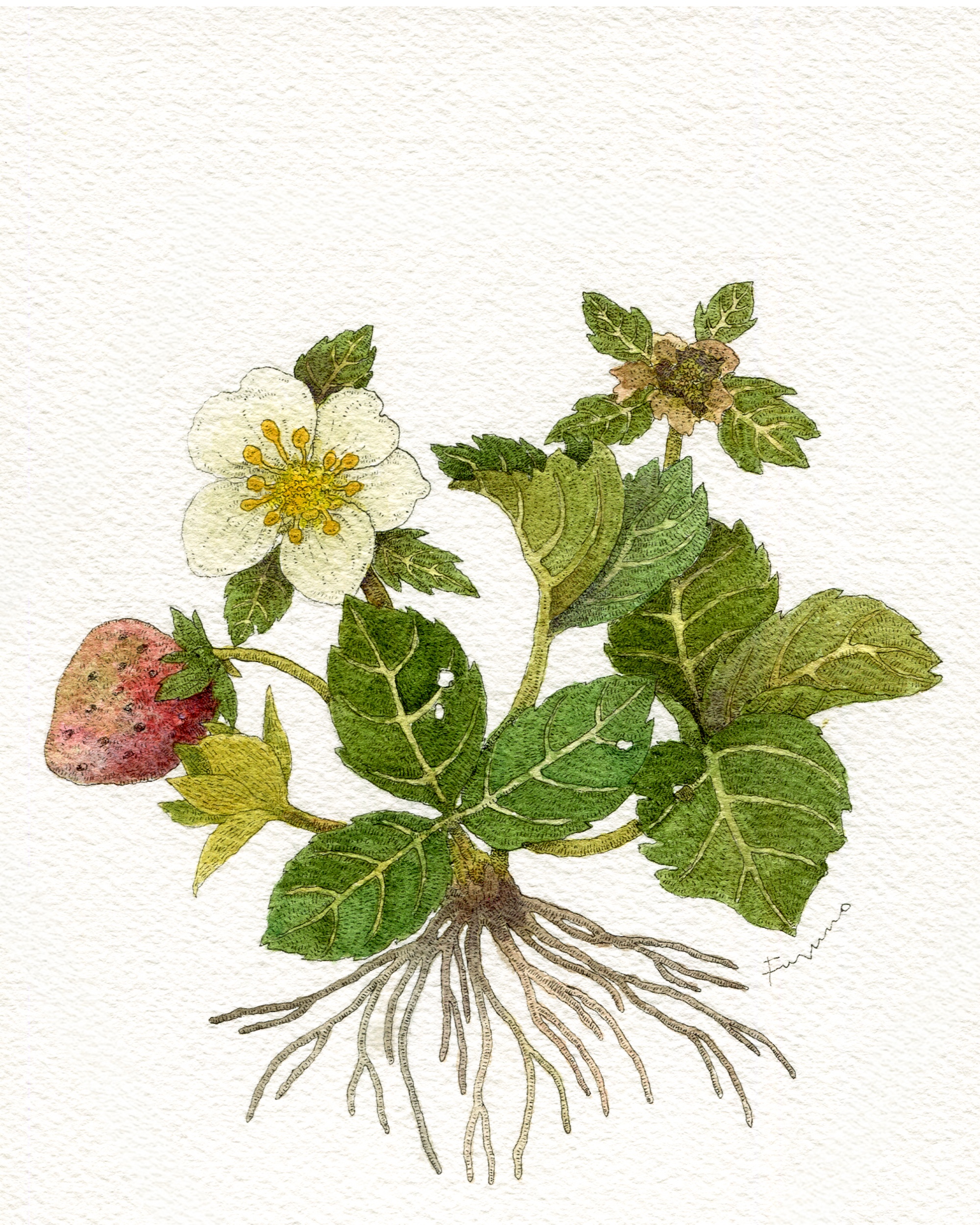 いちごの花の水彩画。根っこやいちごの実も描かれている