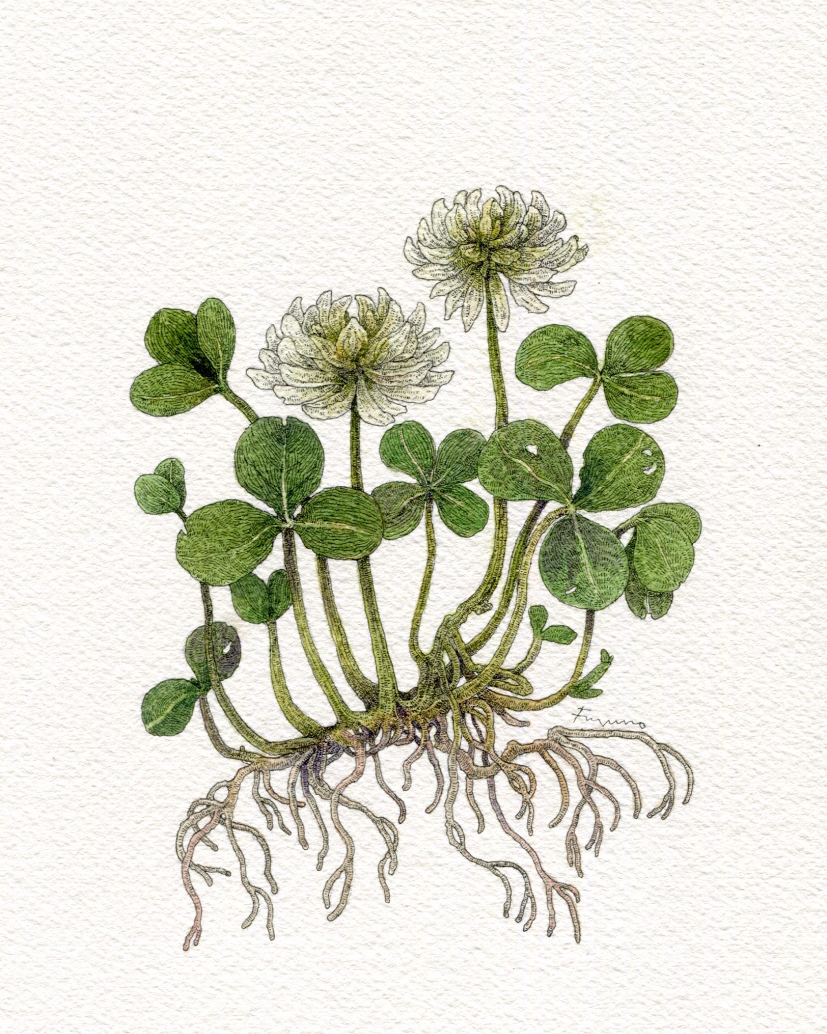 根っこごと描かれたシロツメクサの花の水彩画