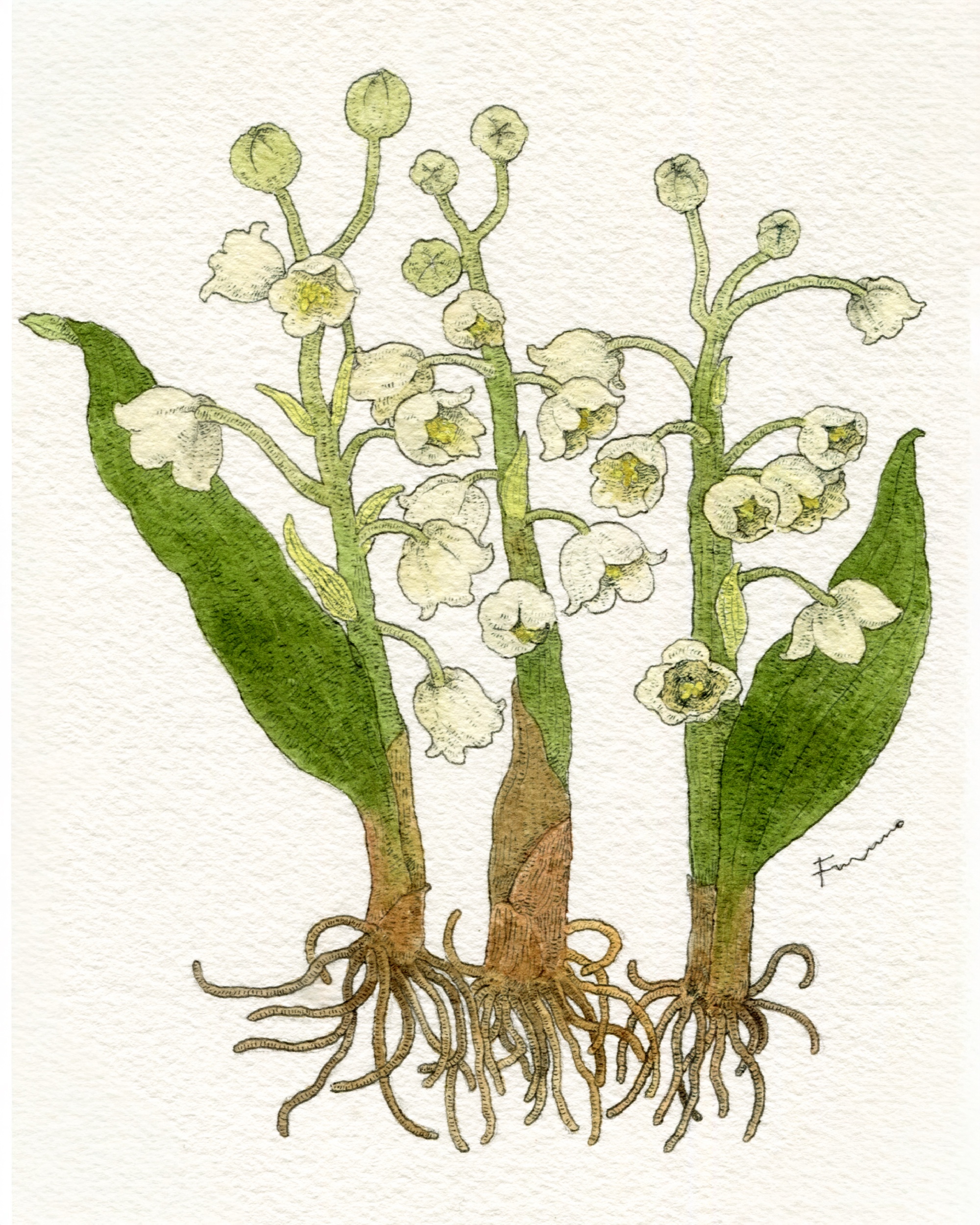 三本並んだスズランの花の水彩画。