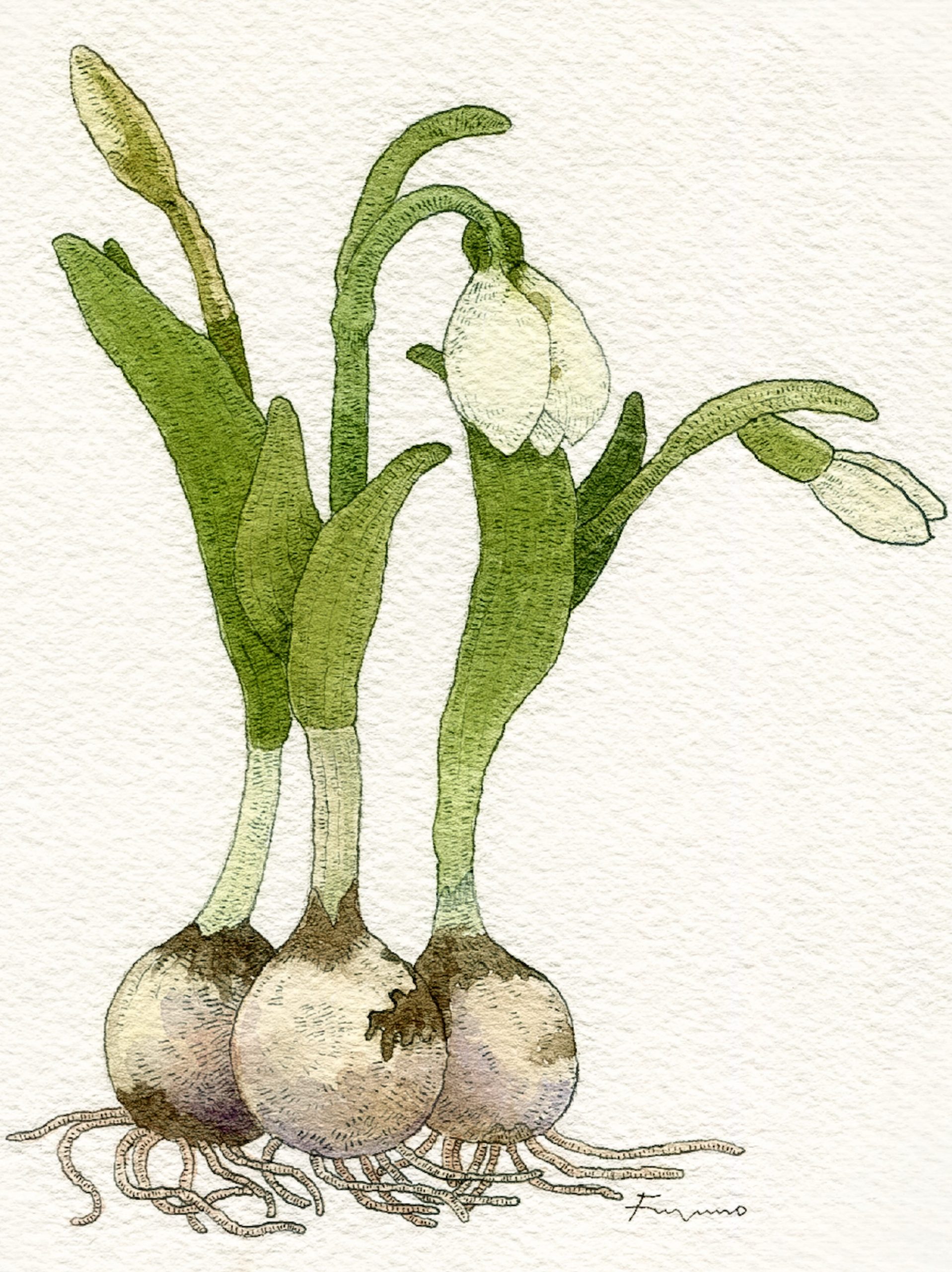 スノードロップの花の水彩画。球根と根っこも描かれている。