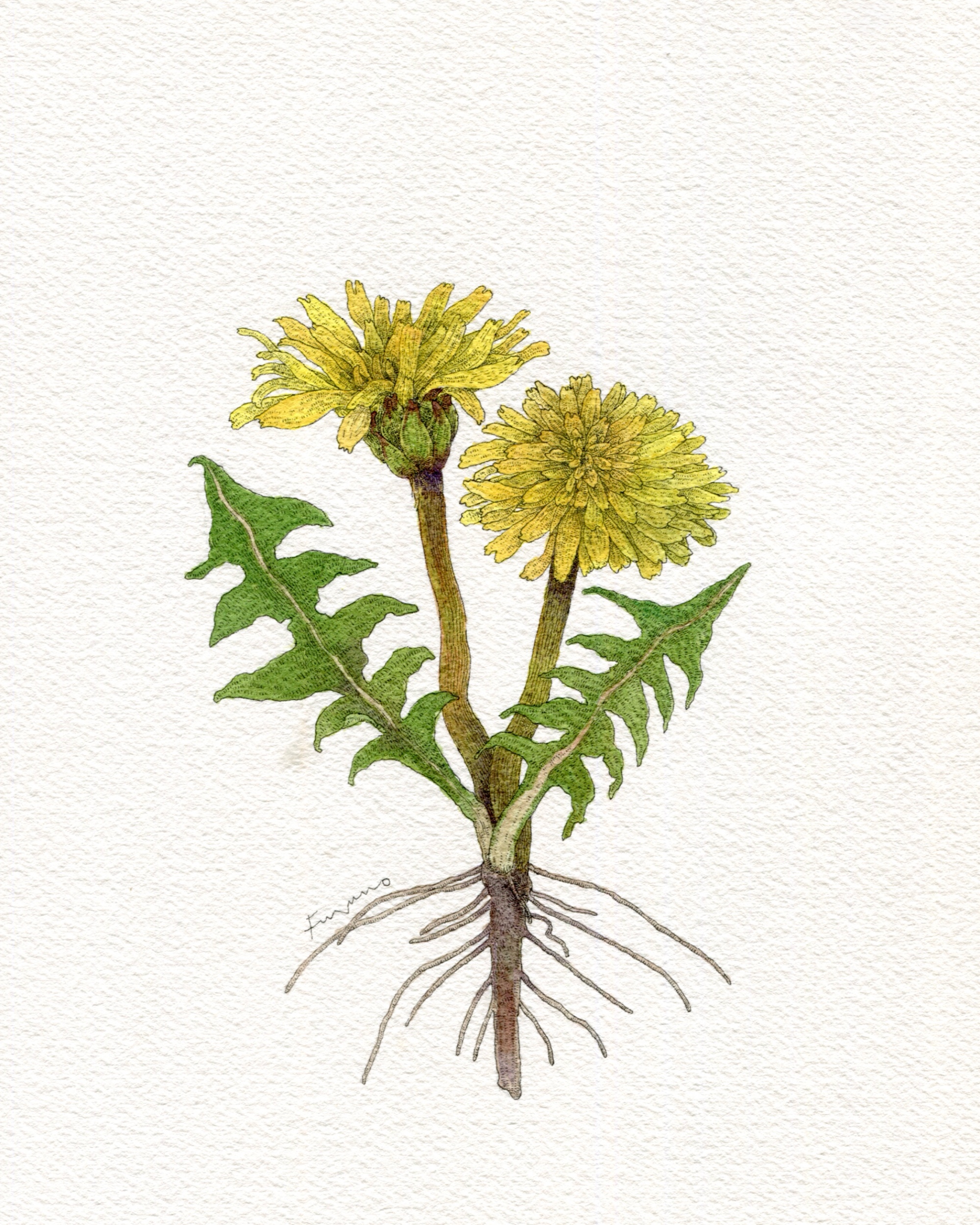 タンポポの花の水彩画。根っこも描かれている。